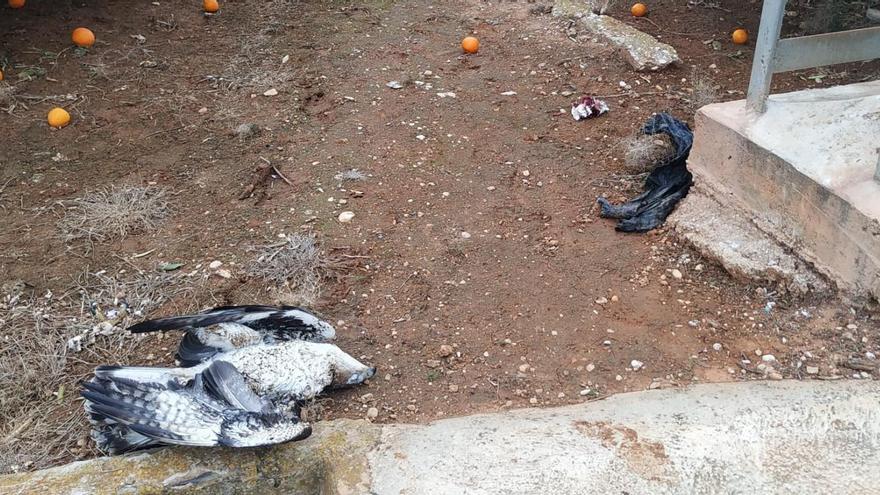 Denuncian la muerte de un águila perdicera electrocutada en Oliva, "un paso más hacia su extinción"