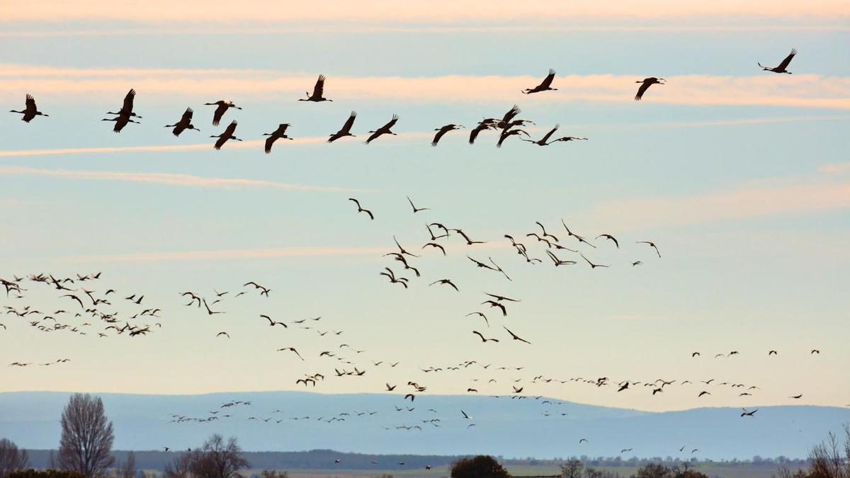 Hasta 60.000 grullas hacen escala cada otoño en esta laguna de Aragón, el mayor lago salado de Europa occidental