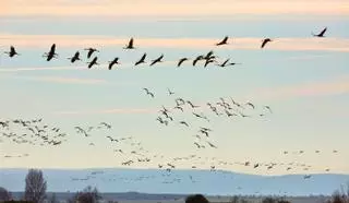 Hasta 60.000 grullas hacen escala cada otoño en esta laguna de Aragón, el mayor lago salado de Europa occidental