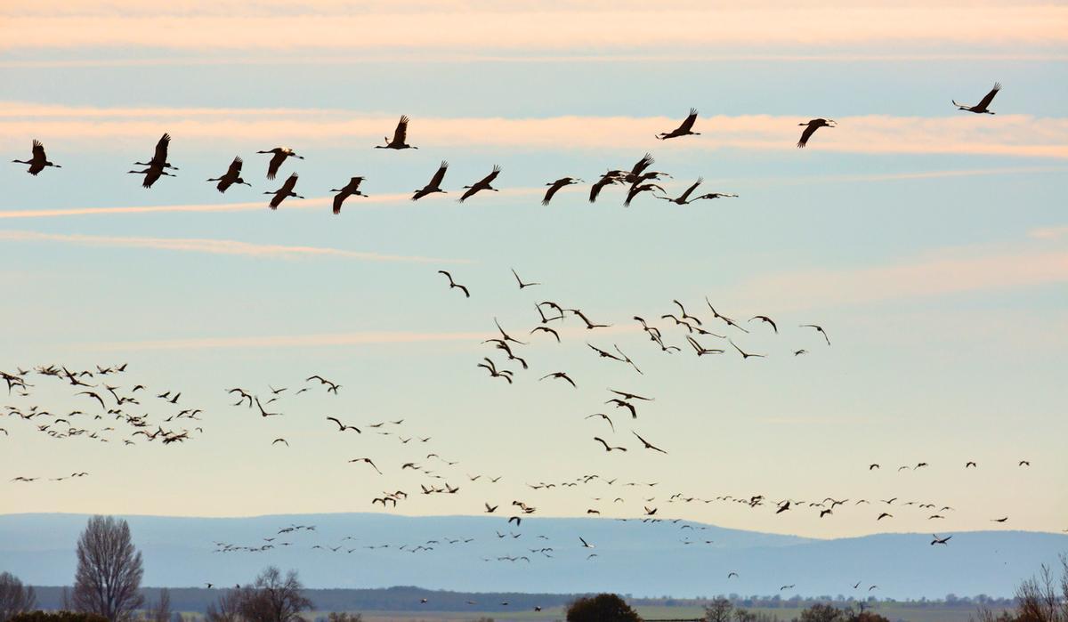 Una bandada de grullas sobrevolando la Laguna de Gallocanta