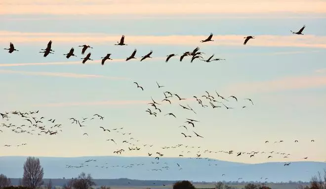 Hasta 60.000 grullas hacen escala cada otoño en esta laguna de Aragón, el mayor lago salado de Europa occidental