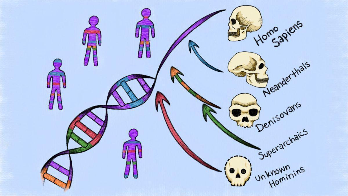 Utilizando relaciones genealógicas en el ADN, investigadores de UC Berkeley han descubierto contribuciones ocultas de poblaciones humanas extintas que no dejaron genomas secuenciados.