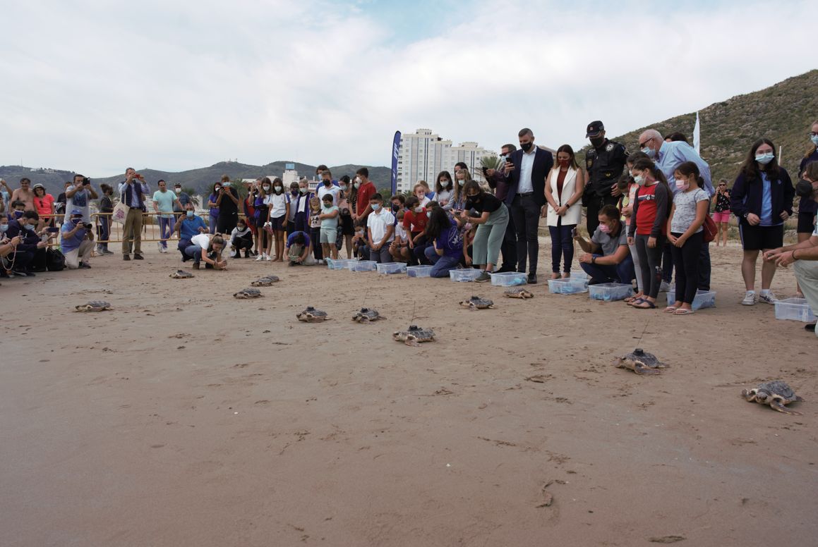 Las doce tortugas marinas del nido de Cullera vuelven al mar