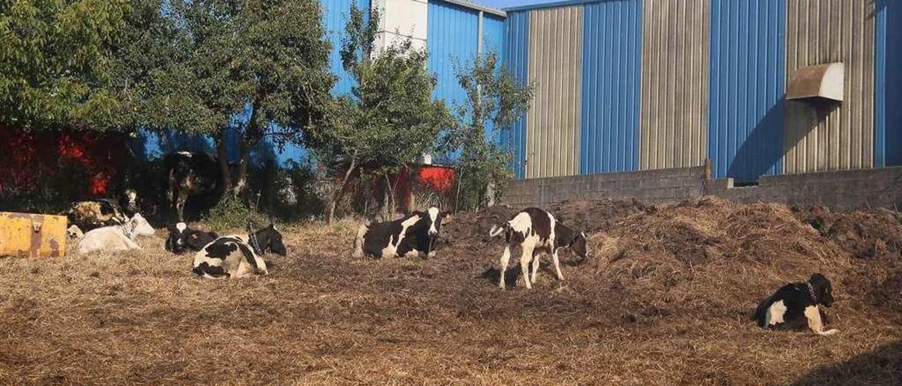 Vacas en una explotación ganadera en la parroquia silledense de Laro. // Bernabé/Gutier