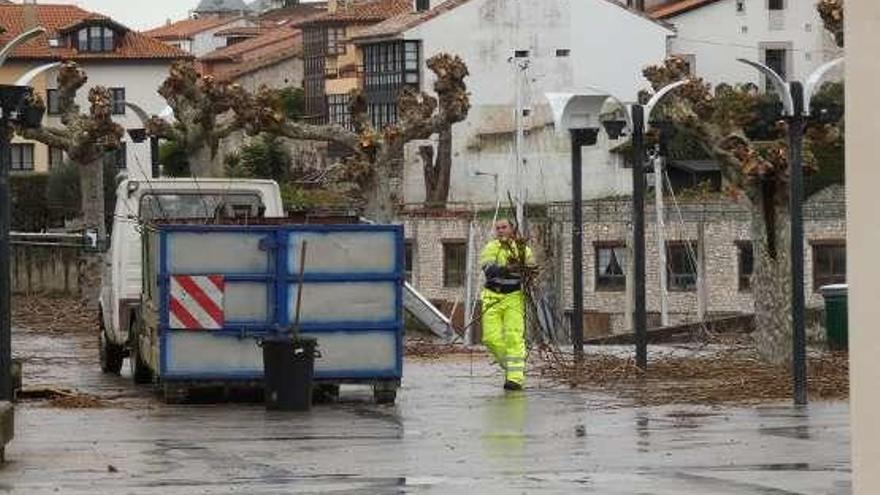 Poda de árboles en el paseo de San Antón