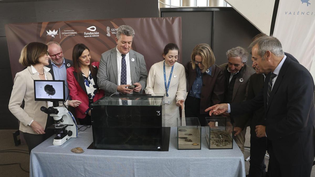 Un gran paso del Oceanogràfic para salvar al Petxinot