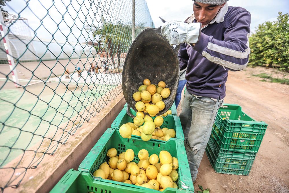 Subsaharianos, sudamericanos y magrebíes afincados en la Vega Baja desde hace tres décadas garantizan la recogida de cosechas de cítricos. Un trabajo que los españoles no han querido asumir.