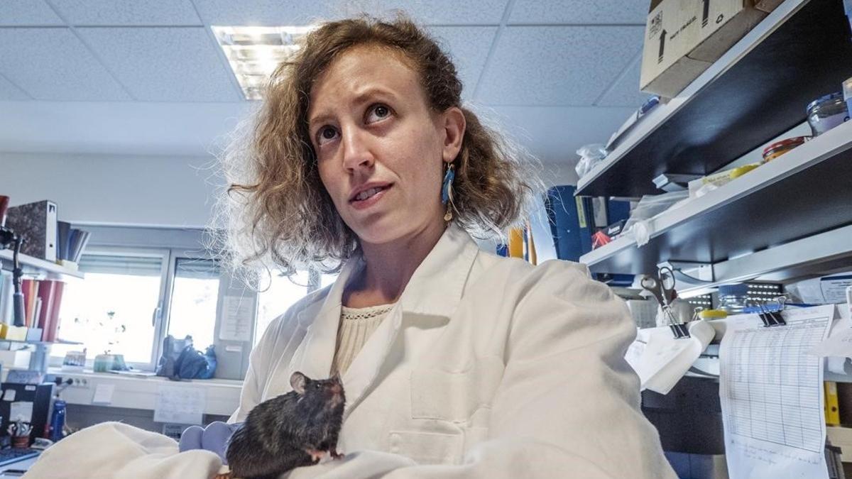 Científicos de la UAB curan la diabetes 2 y la obesidad en ratones con terapia genética