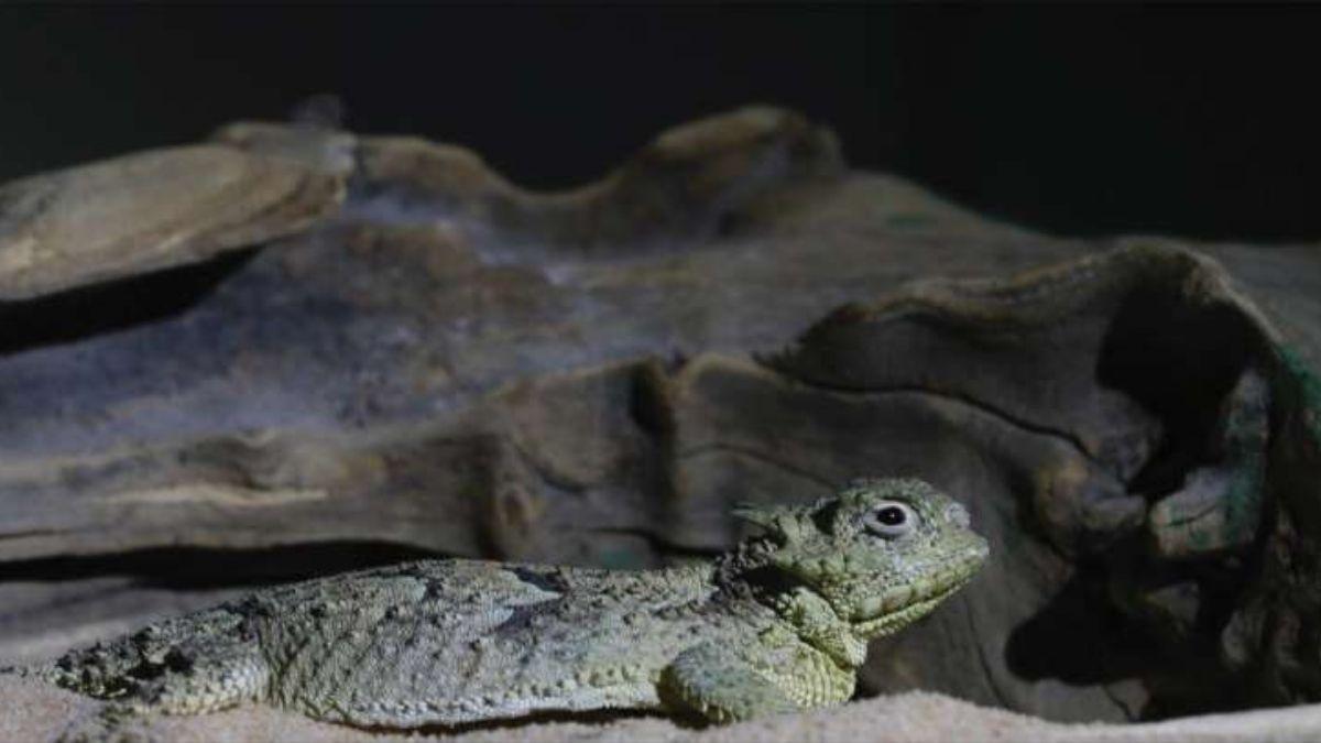 Lagarto cornudo del desierto.