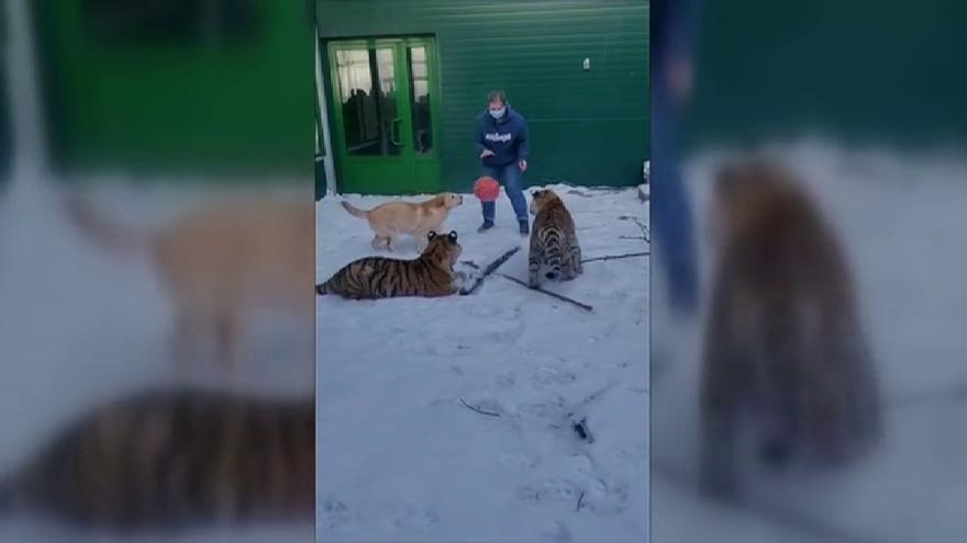 El vídeo viral de dos tigres, un león y un perro jugando juntos a la pelota