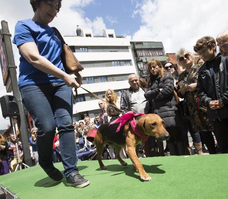 Desfile de perros en adopción en la calle Gascona de Oviedo