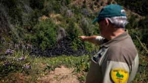 Un foc al costat d’un abocador il·legal amenaça Collserola