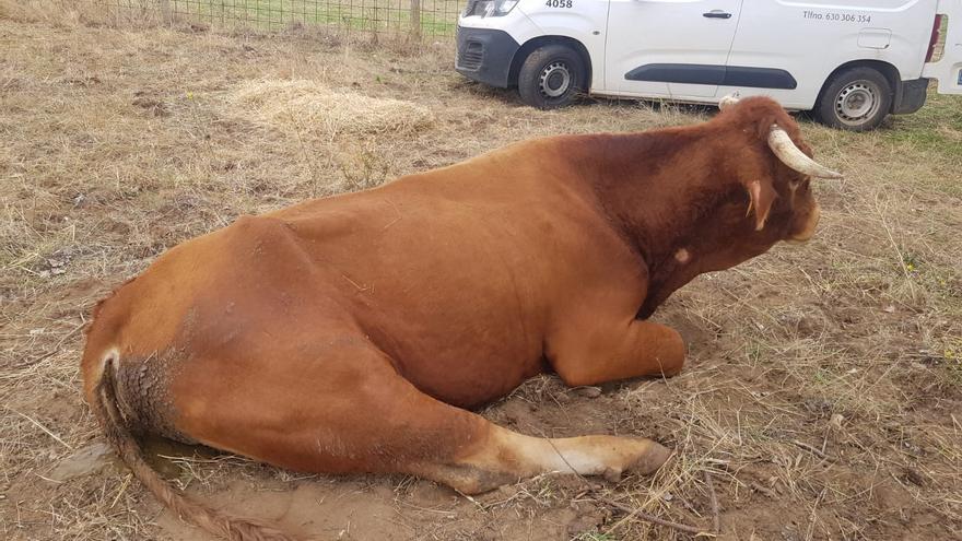 Las ayudas de la EHE llegarán a 390 explotaciones de la provincia de Zamora