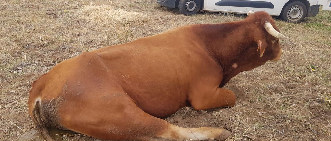 Una res enferma por EHE que terminó por morir