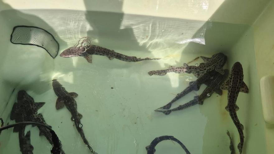 Casi 400 alitanes regresan al mar tras un proyecto pionero para recuperar esta especie en peligro