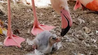 Nacen los primeros polluelos de flamenco en Bioparc Fuengirola