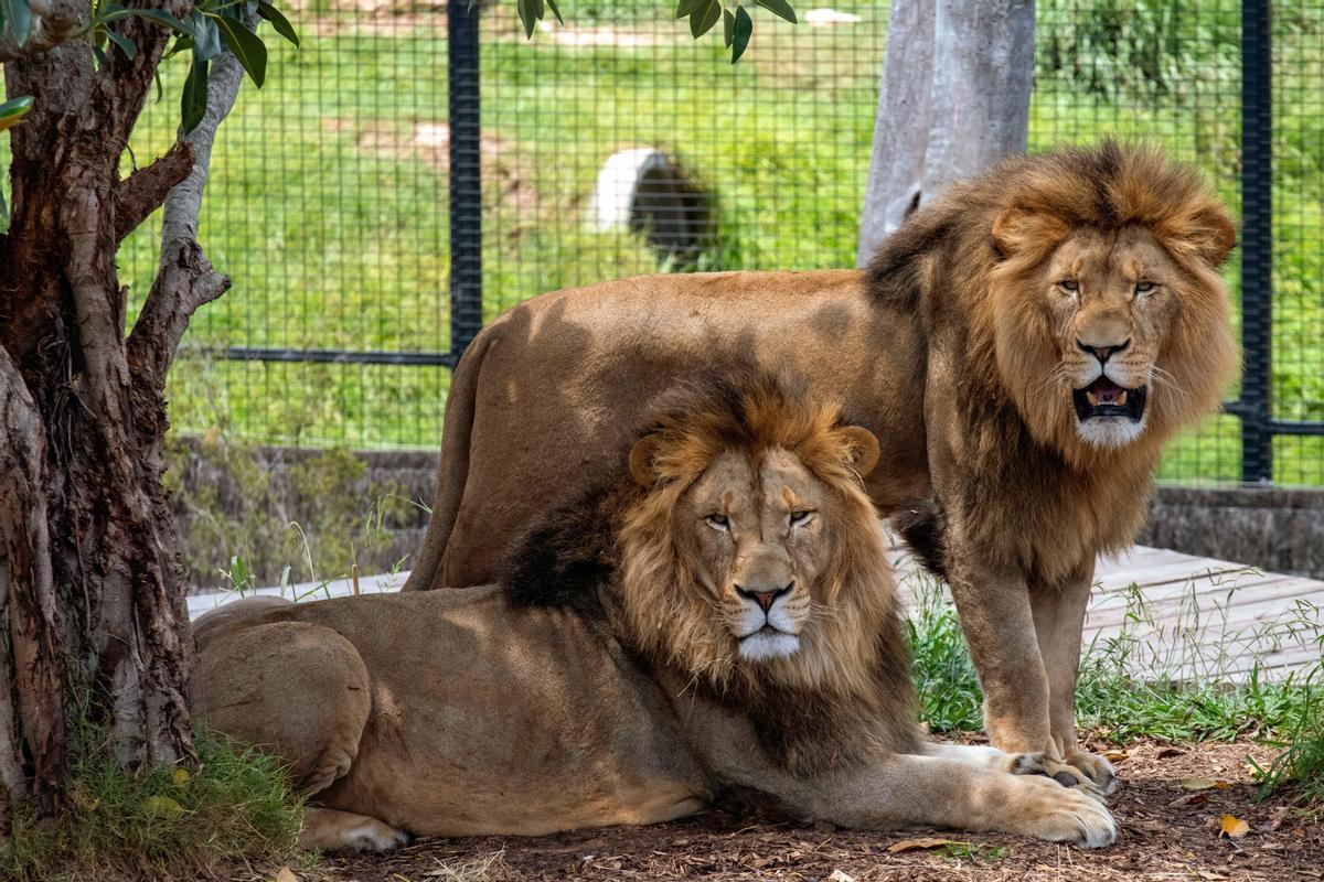 Un zoo a Austràlia tanca les seves portes després de la fuga de cinc lleons Un zoo a Austràlia tanca les seves portes després de la fuga de cinc lleons