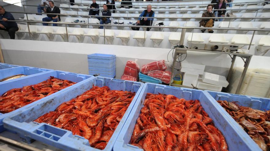 En peligro la pesca de gamba roja en navidades: ¿se podrá comprar en Castellón estos días?
