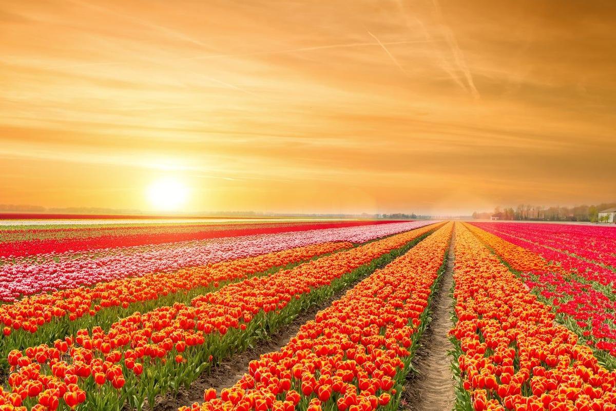 Campo de Tulipanes, Holanda