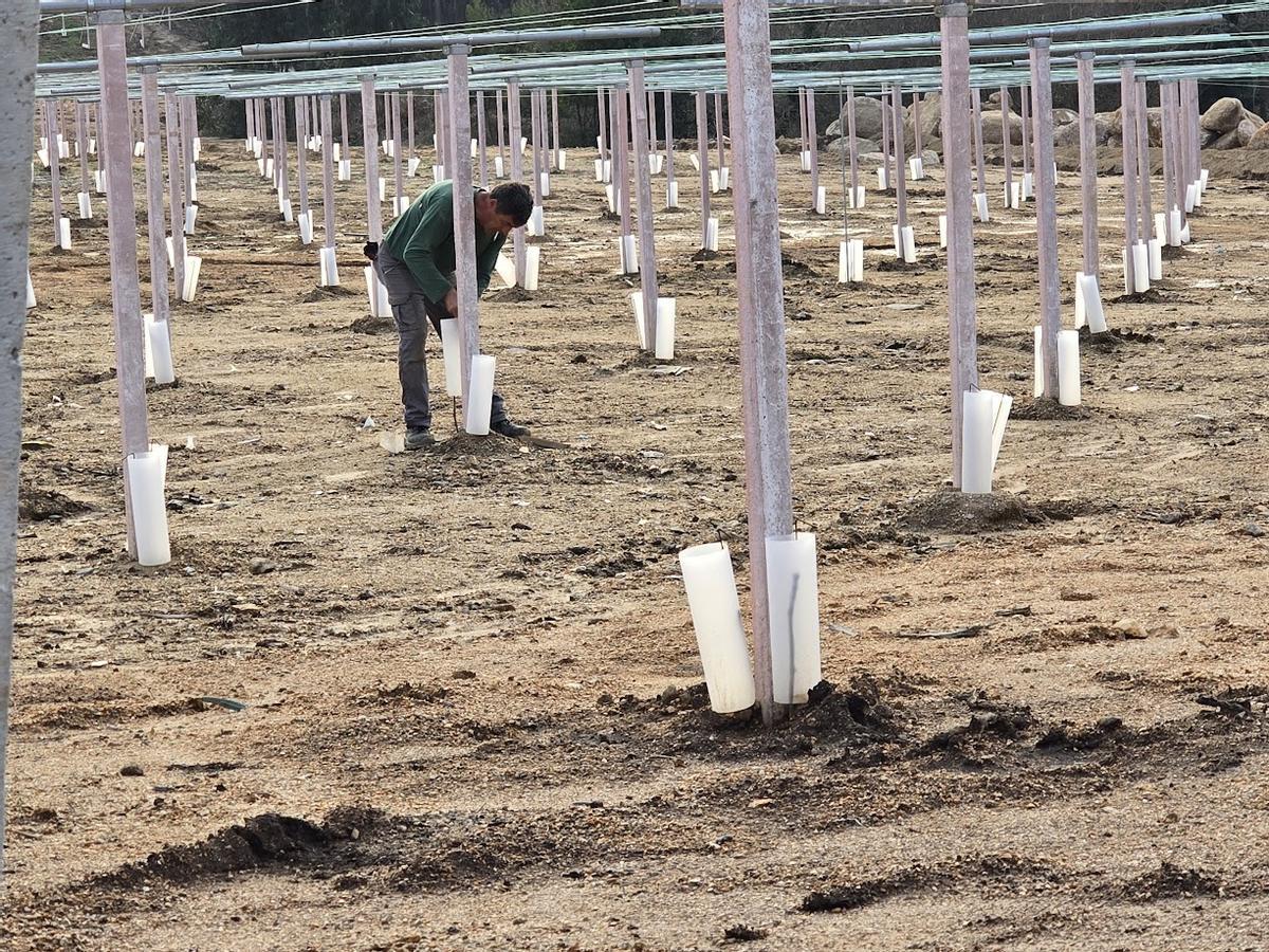Una de las últimas plantaciones en la DO Rías Baixas.