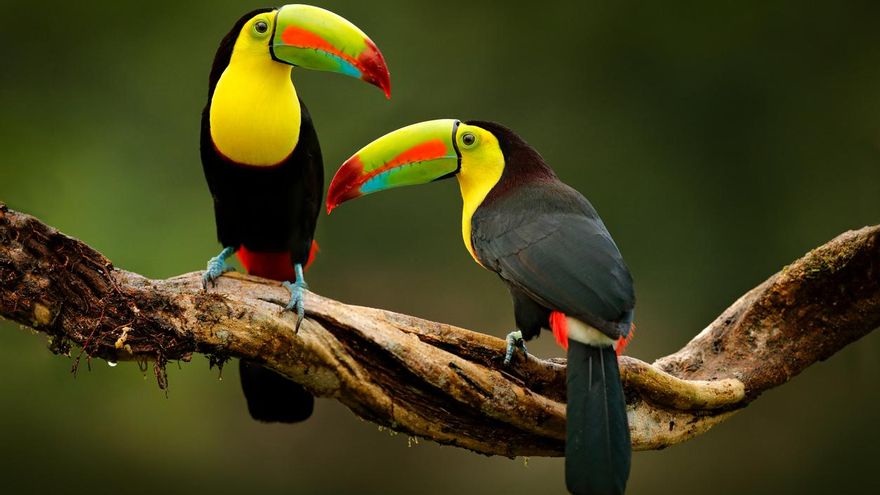 Conecta con lo esencial en Costa Rica, un lugar donde la vida simple es un lujo