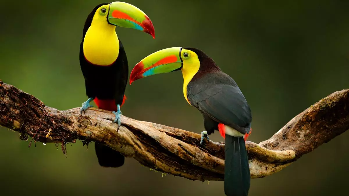 Conecta con lo esencial en Costa Rica, un lugar donde la vida simple es un lujo