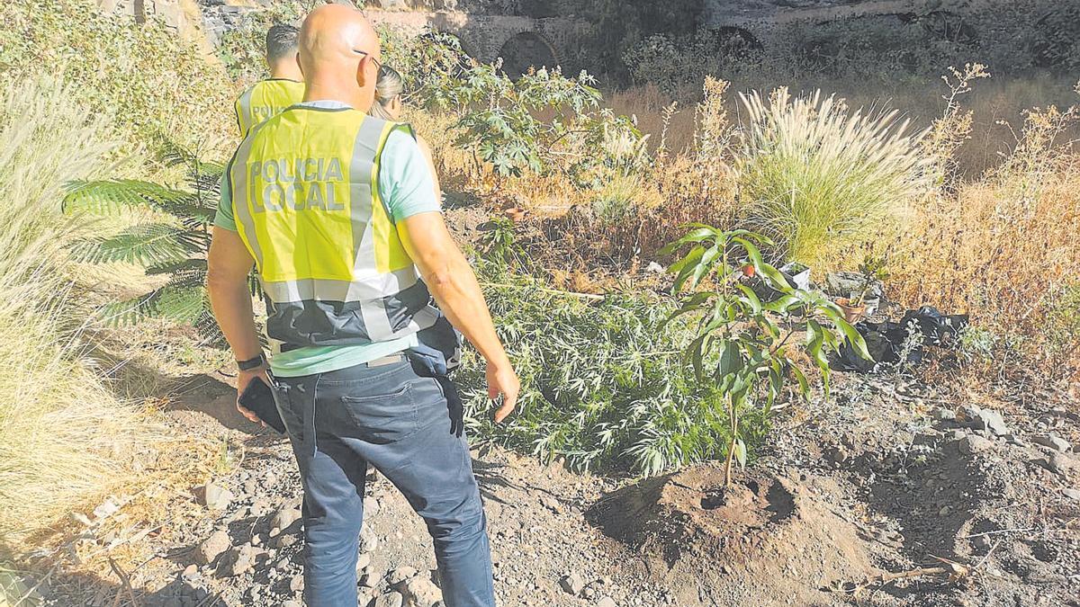 Agentes de la Policía Local de Santa Cruz en el lugar donde estaba la plantación de marihuana.