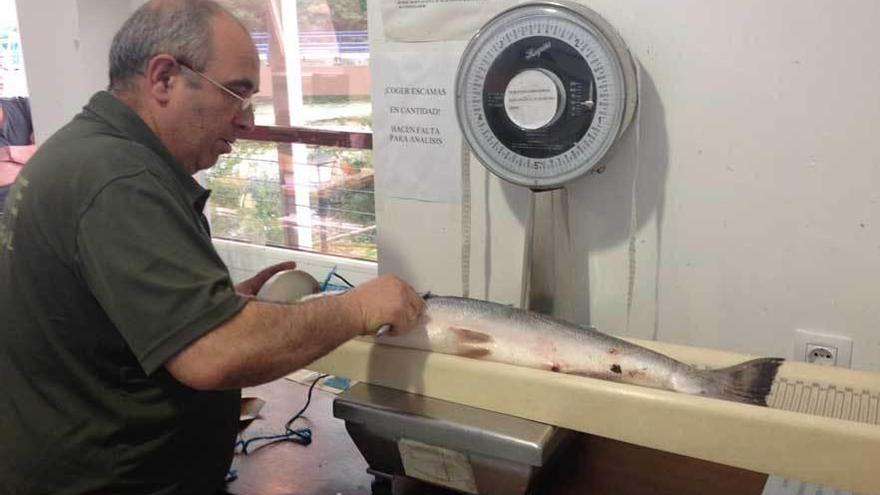 Manuel Prada, precintando un salmón en el Cares.