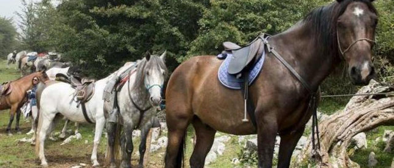 Caballos, en Espineres, durante la fiesta del año pasado.