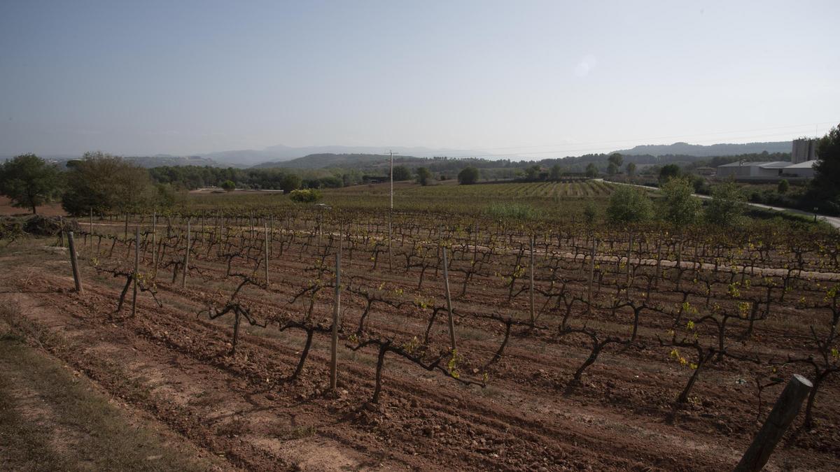 El paisatge de vinya, un dels atractius per al turisme de negocis al Bages