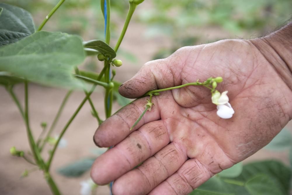 La explotación de fresas de Manuel Touceda // Bernabé / Cris M. V.