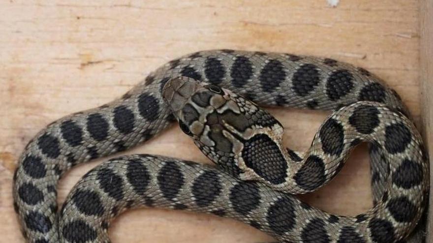 Archivo - Serpiente invasora