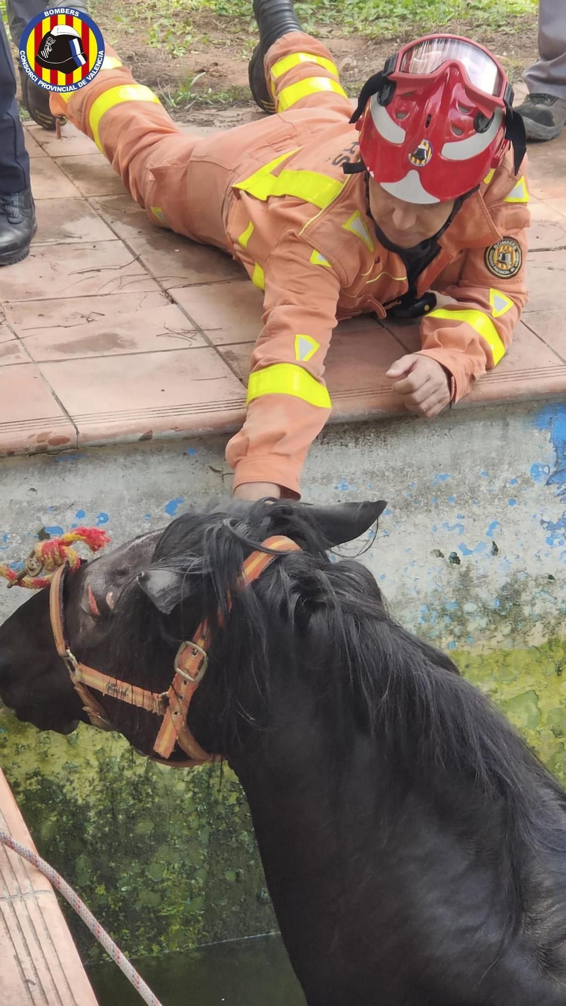 Los bomberos rescatan a un caballo que cayó en una piscina en Bétera