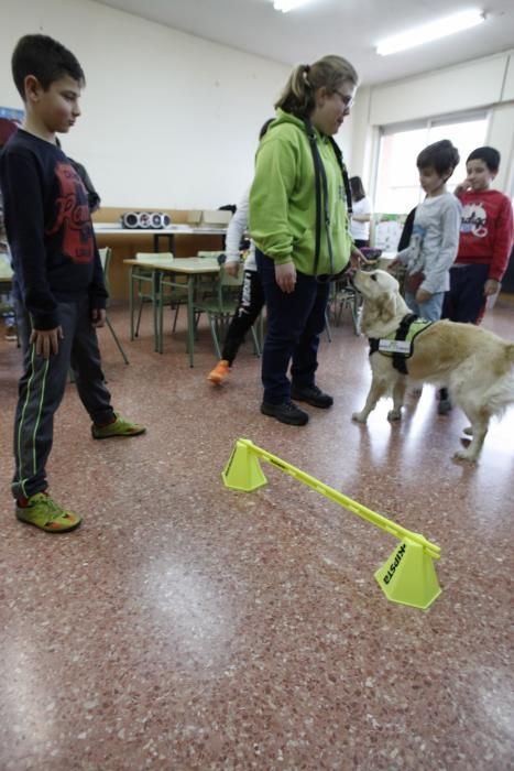 Perros en el CP Tremañes