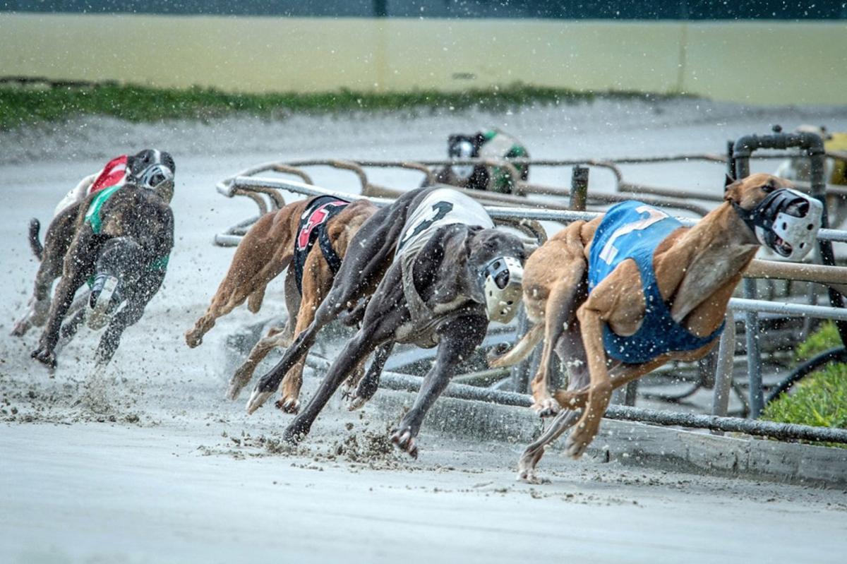 Galgos compiten durante una carrera, en las instalaciones del canódromo Kennel Club, en Palm Beach, Florida (EE.UU.).