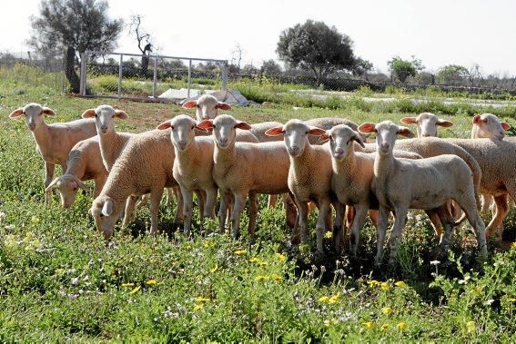 Eine Kooperative sorgt dafür, dass nur zertifiziertes Fleisch auf den Tellern landet.