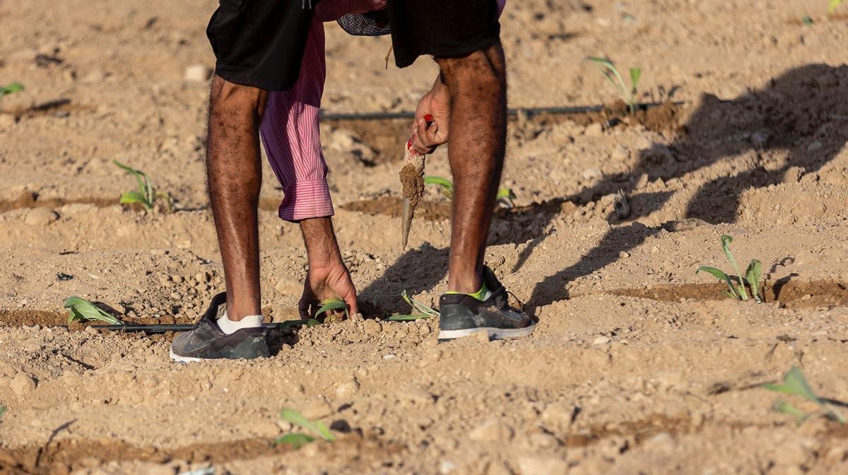 Un hombre plantando alcachofas en Mutxamel que serán regadas con agua depurada