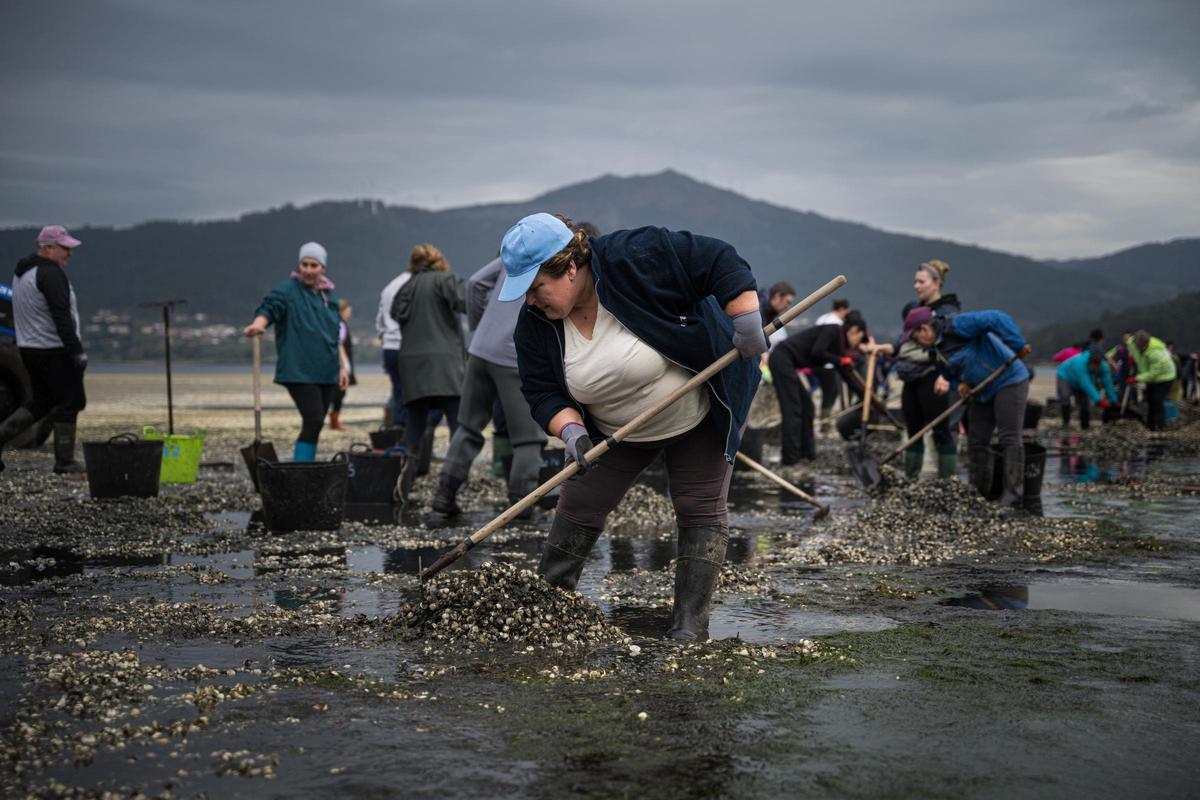 Mariscadoras en Noia recogiendo bivalvos muertos este mes.