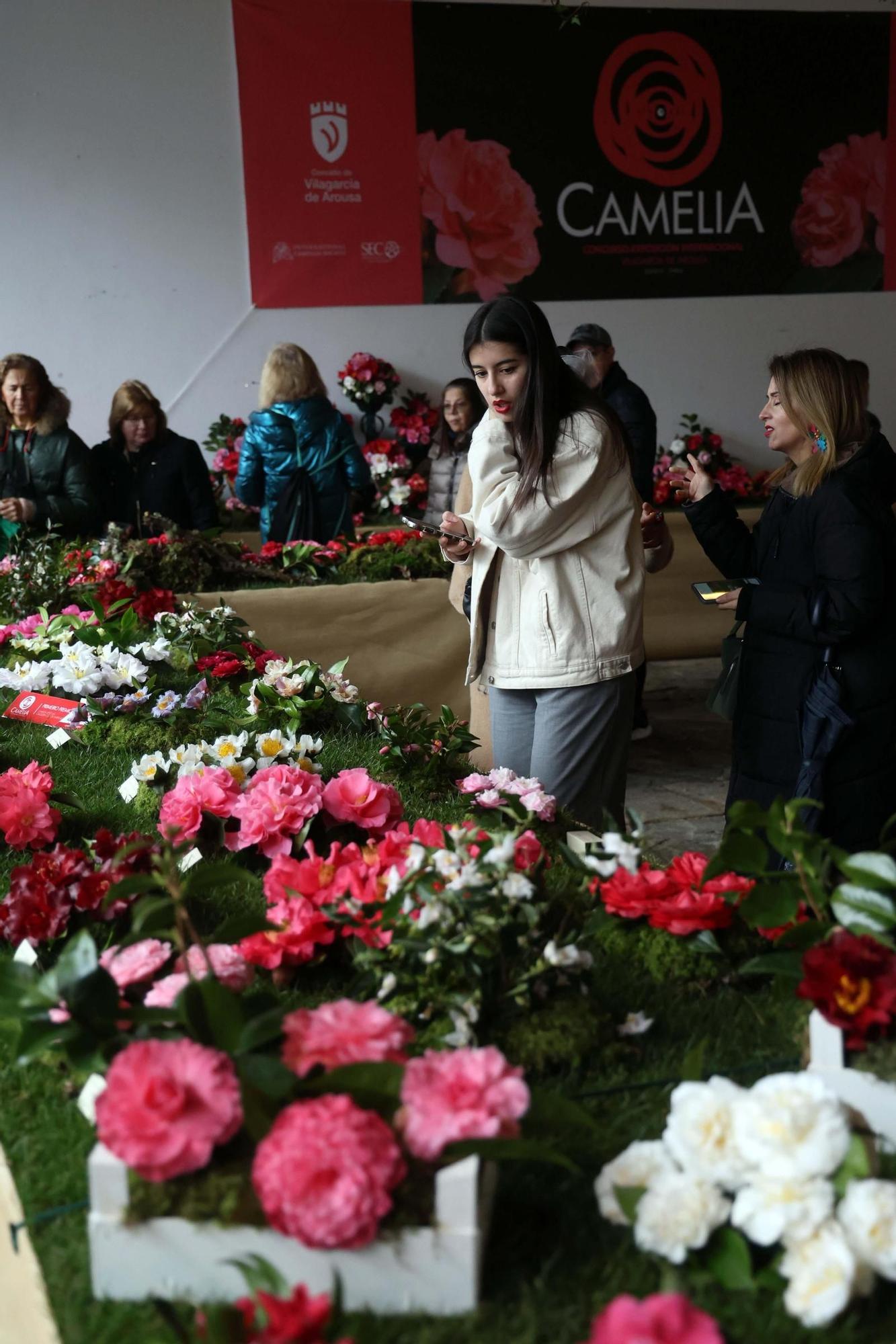 Así fue la 59 exposición internacional de la camelia, en Vilagarcía.