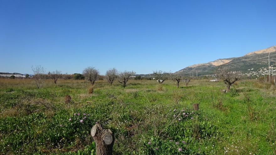 La Xylella ya «fastidia» a 29 de los 33 municipios de la Marina Alta