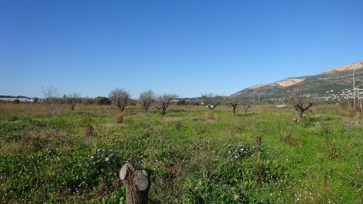 Un campo de almendros en Xàbia, al fondo la zona de Benimaquia en el Montgó