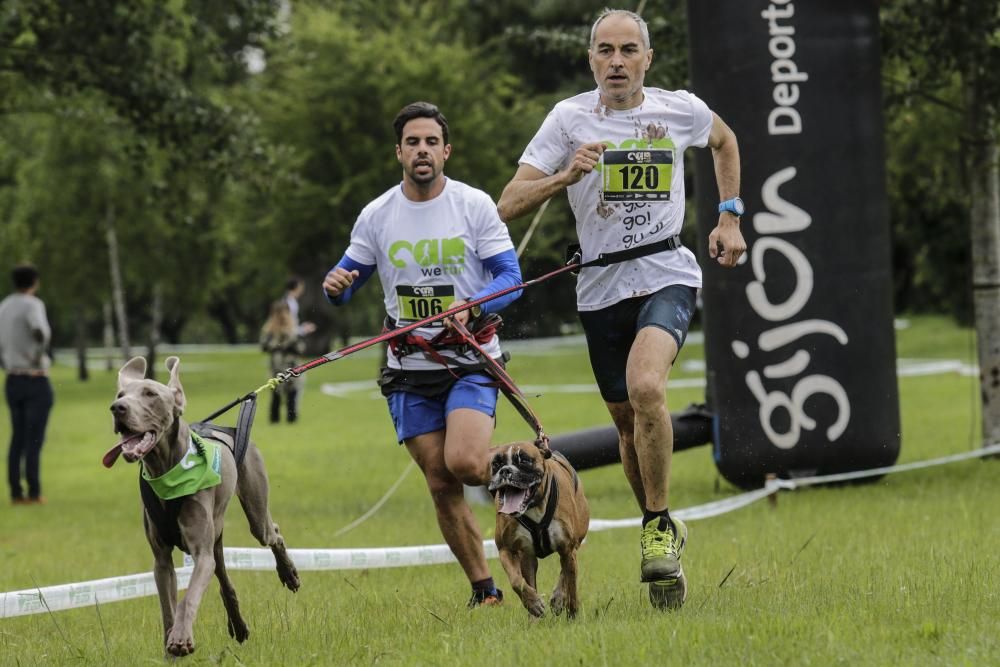 "Can We Run": Deporte, perros y solidaridad toman Gijón