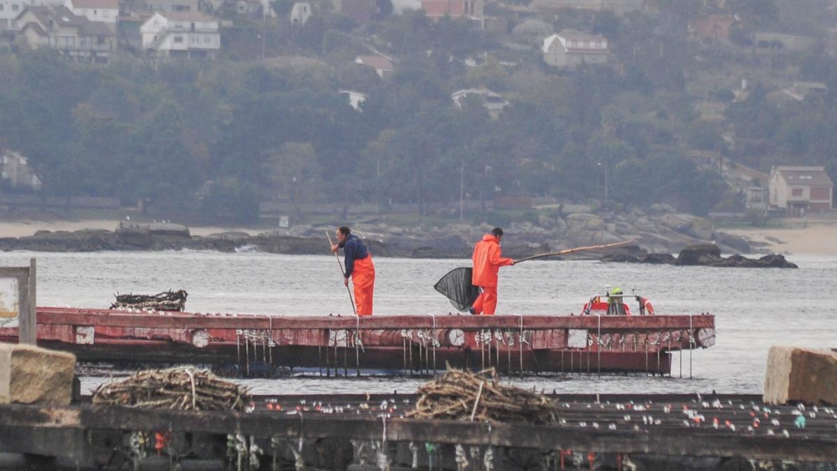 Trueleiros en una batea de Arousa.