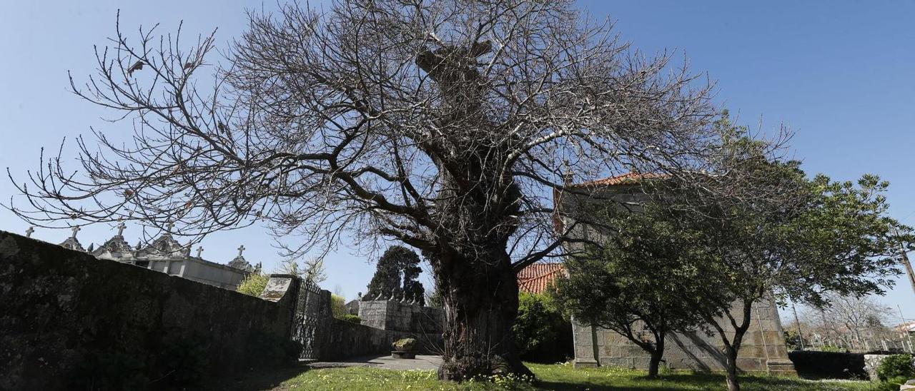 El castaño que custodia la entrada al cementerio, mide 35 metros de altura y su tronco tiene 1,58 metros de diámetro. |   // R.GOBAS