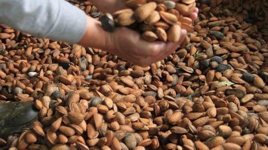 Recogida de almendras en Fermoselle en una anterior campaña.