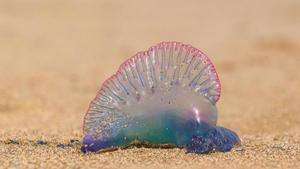 Una carabela portuguesa en la playa