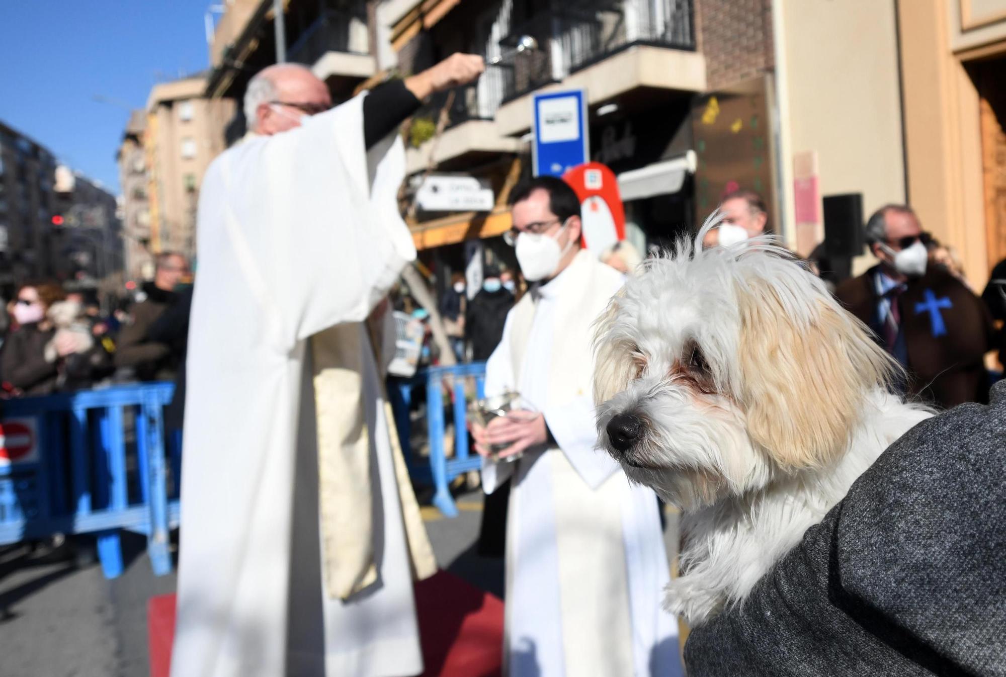 Las mascotas reciben su bendición por San Antón en Murcia (II)