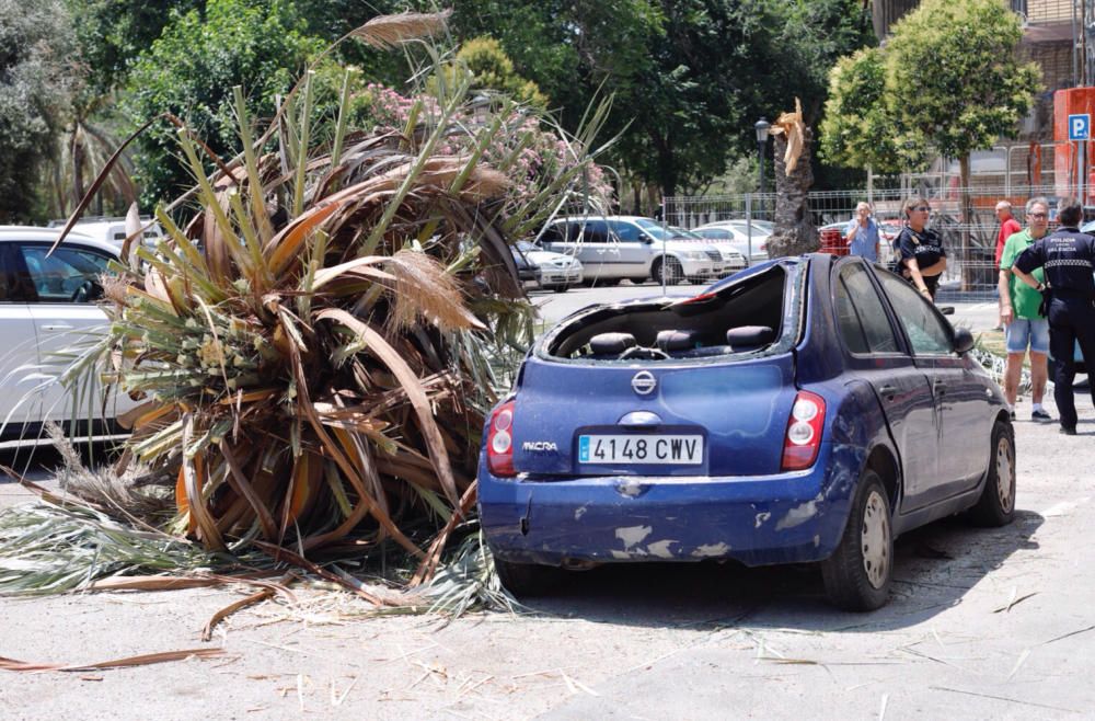 Una palmera se desploma en Cruz Cubierta sobre varios coches