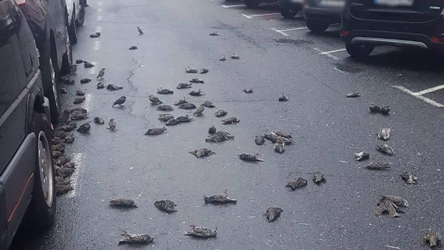 Estorninos fallecidos en el barrio de Caranza, en Ferrol