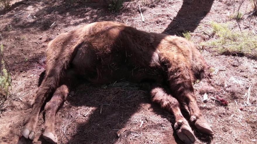 El bisonte decapitado en Valdeserrillas.